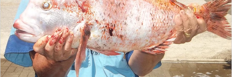 Eddie Bester is baie ingenome met sy rooistompneus van 4,1 kg. wat hy verlede week agter die Eiland gevang het.